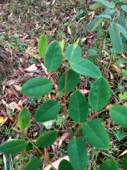 Breynia oblongifolia
