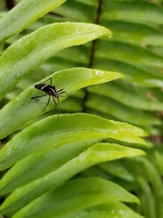 Hypselonotus interruptus