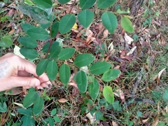 Breynia oblongifolia