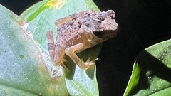 Ingerophrynus divergens