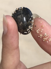 Nerita polita