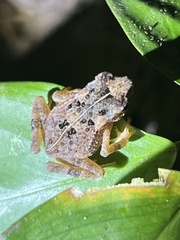 Ingerophrynus divergens
