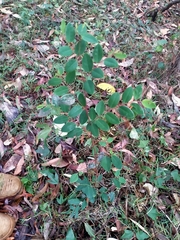 Breynia oblongifolia