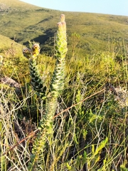 Mimetes pauciflorus