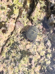 Calcinus laevimanus