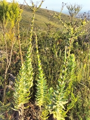 Osteospermum corymbosum