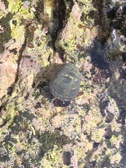 Calcinus laevimanus