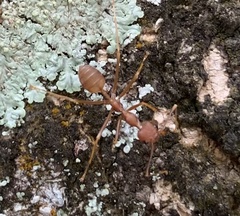 Oecophylla smaragdina