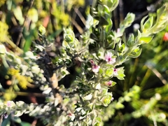 Amphithalea fourcadei