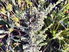 Amphithalea fourcadei