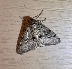 Phigalia strigataria