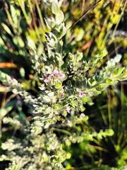 Amphithalea fourcadei