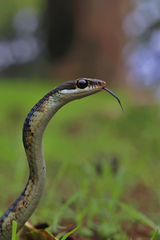Dendrelaphis tristis