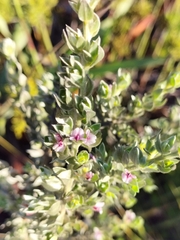 Amphithalea fourcadei