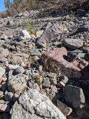 Nemacladus orientalis