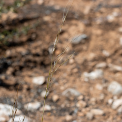 Austrostipa eremophila