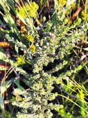 Amphithalea fourcadei