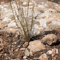 Austrostipa eremophila