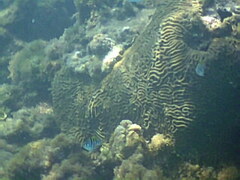 Pseudodiploria strigosa