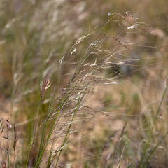 Austrostipa eremophila