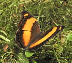 Yoma sabina
