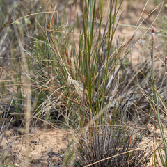 Austrostipa eremophila