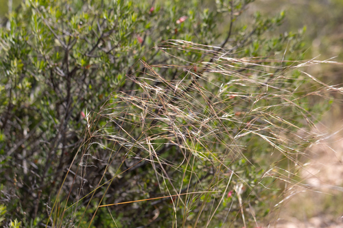 Desert Spear-grass (Austrostipa eremophila)
