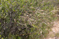 Austrostipa eremophila