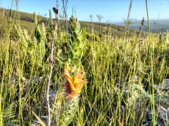Mimetes pauciflorus