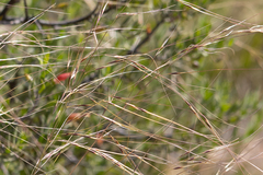 Austrostipa eremophila