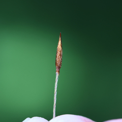Austrostipa eremophila