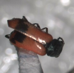 Anthocomus equestris