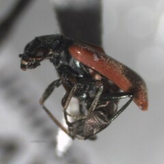 Anthocomus equestris