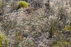 Austrostipa acrociliata