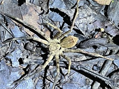Heteropoda