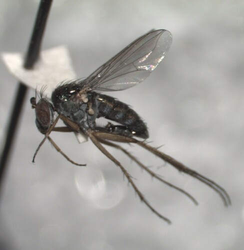 Pelastoneurus vagans