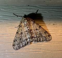 Phigalia strigataria