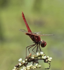 Urothemis aliena
