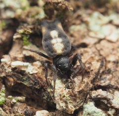 Gasteracantha quadrispinosa