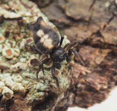 Gasteracantha quadrispinosa