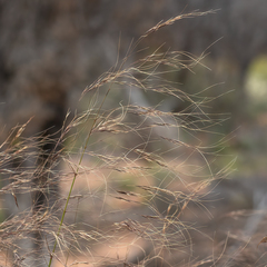 Austrostipa acrociliata