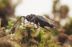 Gasteracantha quadrispinosa