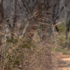 Austrostipa acrociliata