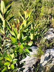 Laurophyllus capensis