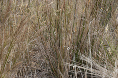 Austrostipa acrociliata