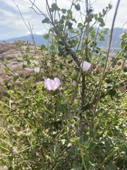 Malacothamnus densiflorus