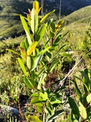 Laurophyllus capensis