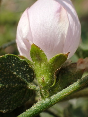 Malacothamnus densiflorus