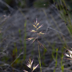 Rytidosperma setaceum