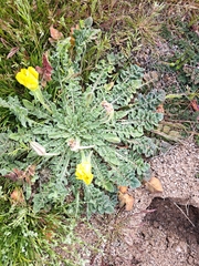 Oenothera primiveris